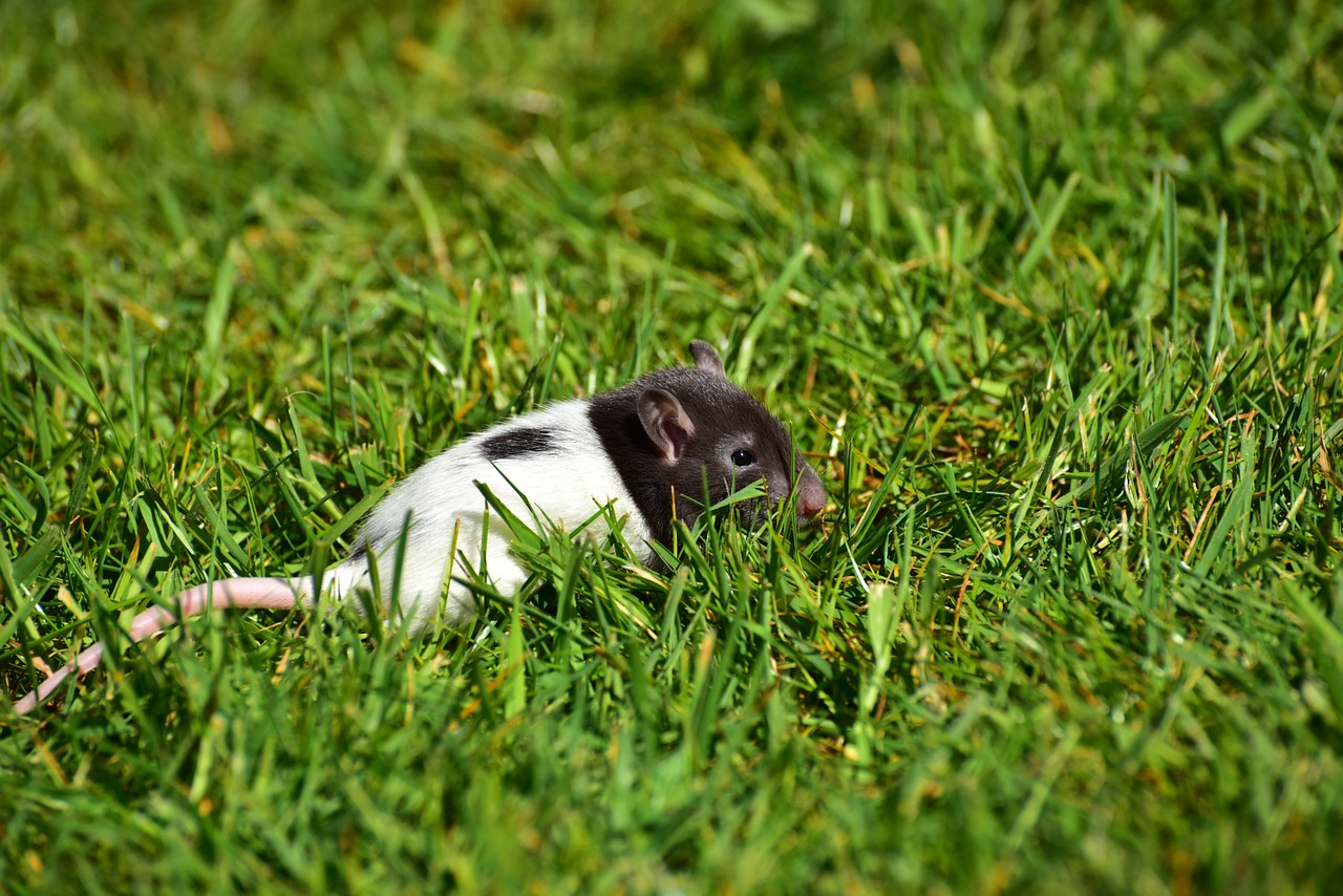 rat baby baby rats free photo