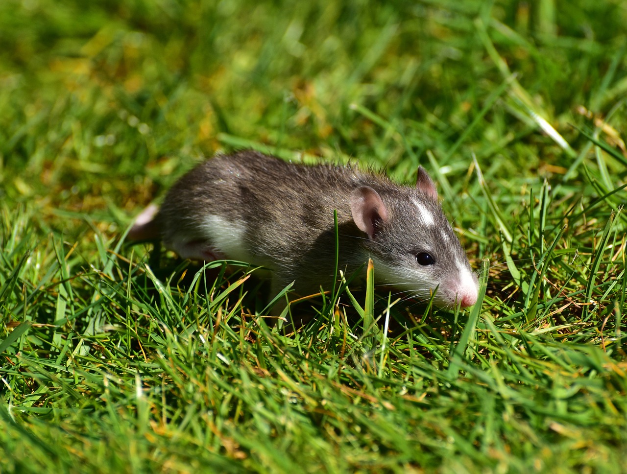 rat baby rats rush free photo