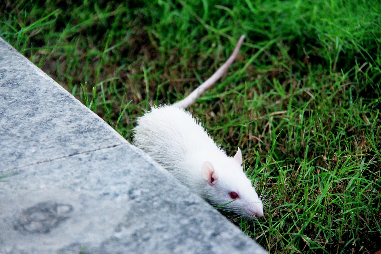 rat animal nature free photo