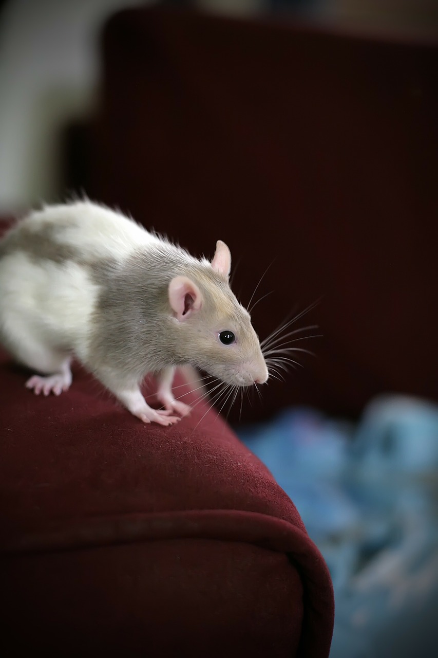 rat animal pet free photo