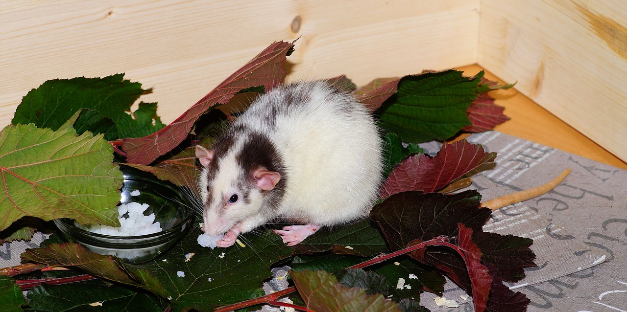 rat color rat rodent free photo