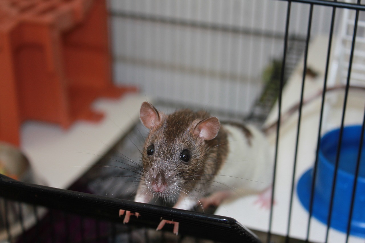 rat cage pet free photo