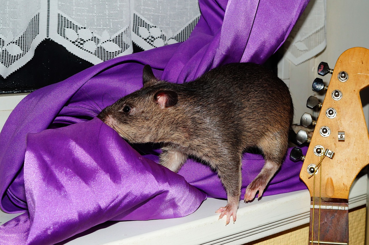 rat gambian rat giant hamster rat free photo