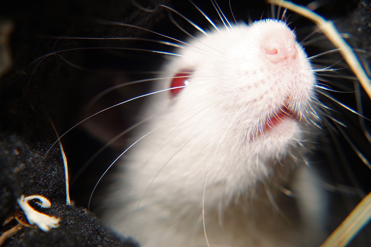 rat white female free photo