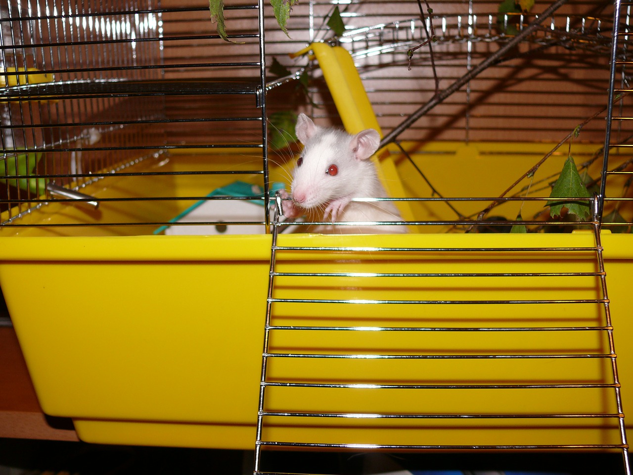 rat white female free photo