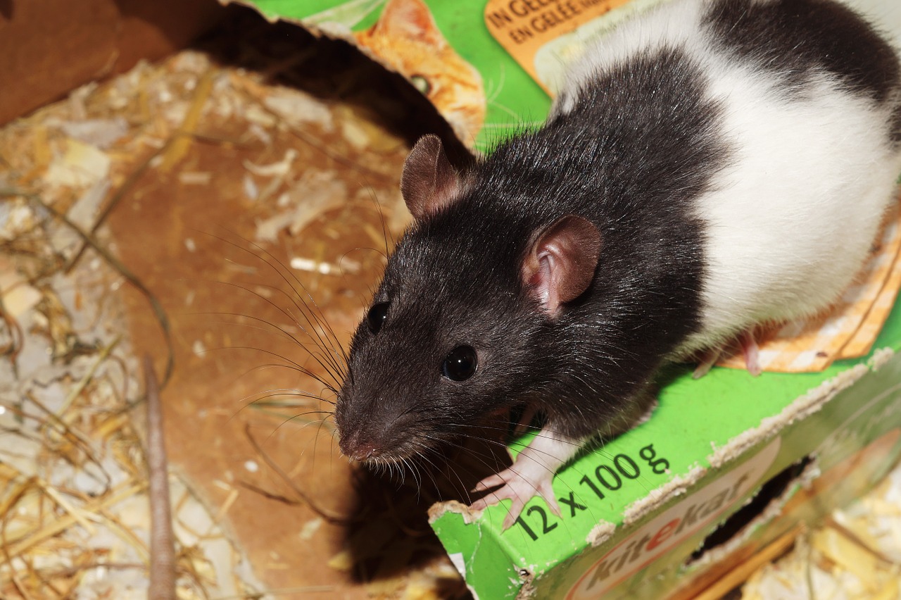 rat pet cage free photo