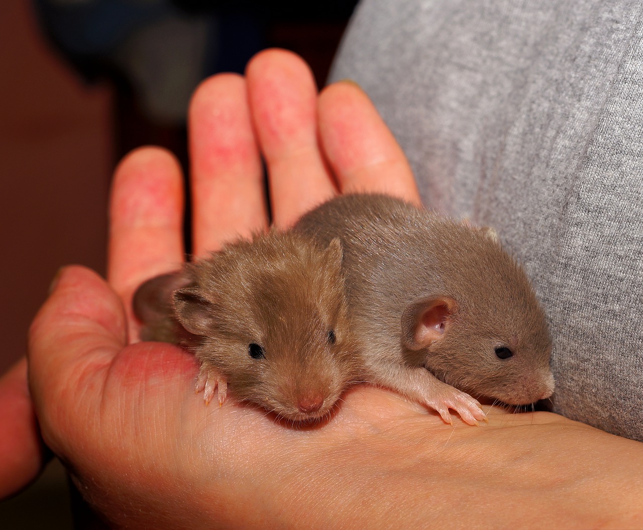 rat young animals cute free photo