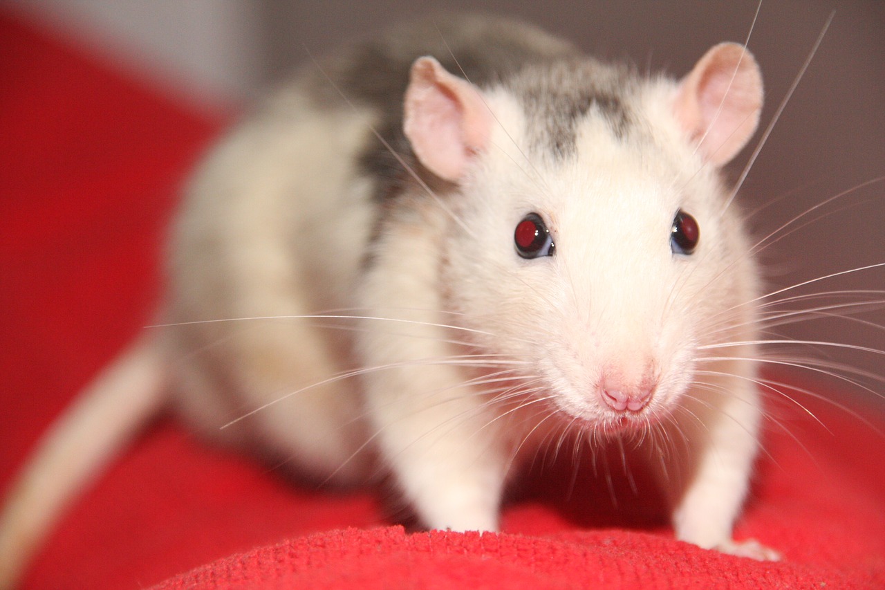 rat pet animal free photo