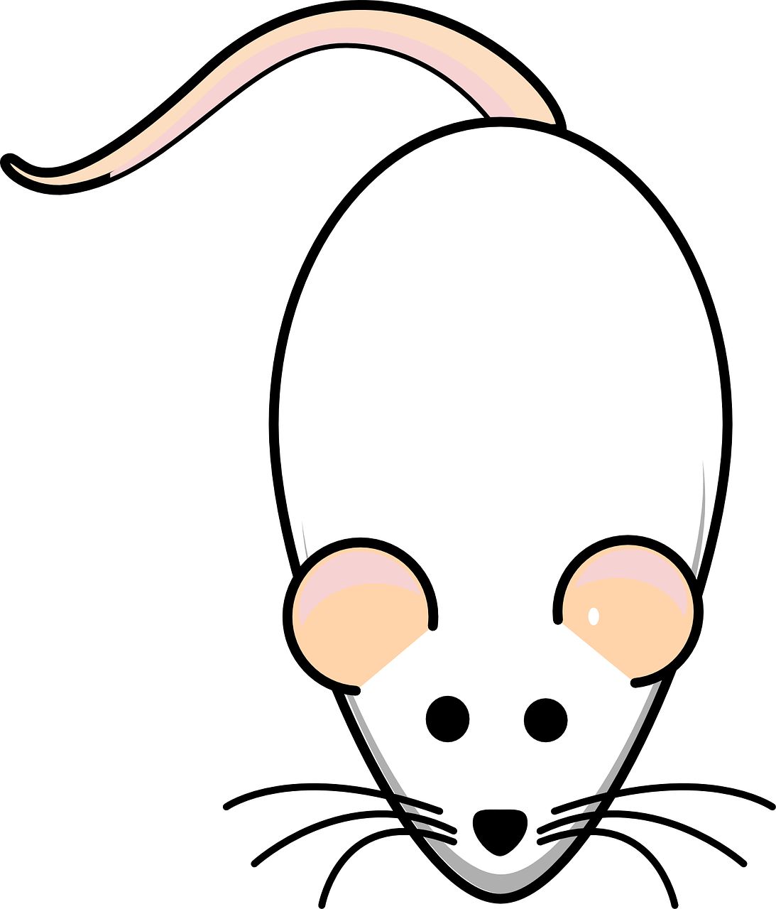 rat mouse white free photo