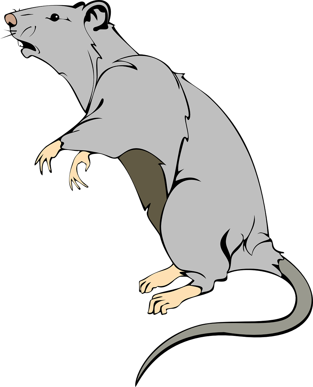 rat animal mammal free photo