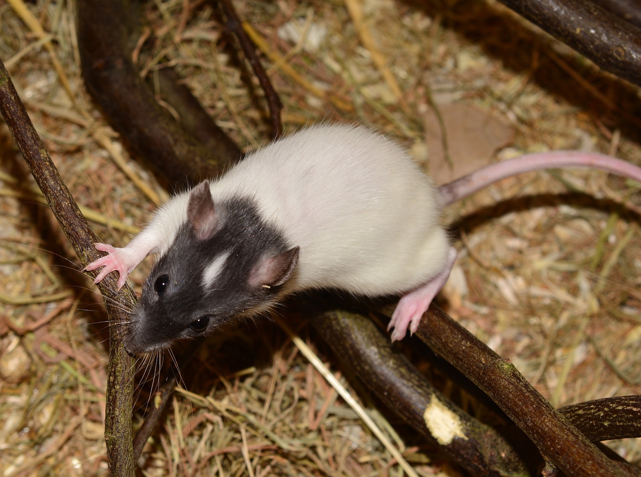 rat animal rodent free photo