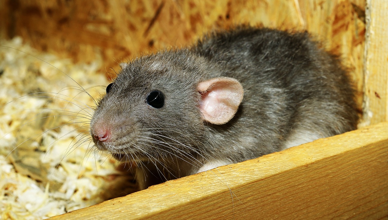 rat  female  color rat free photo