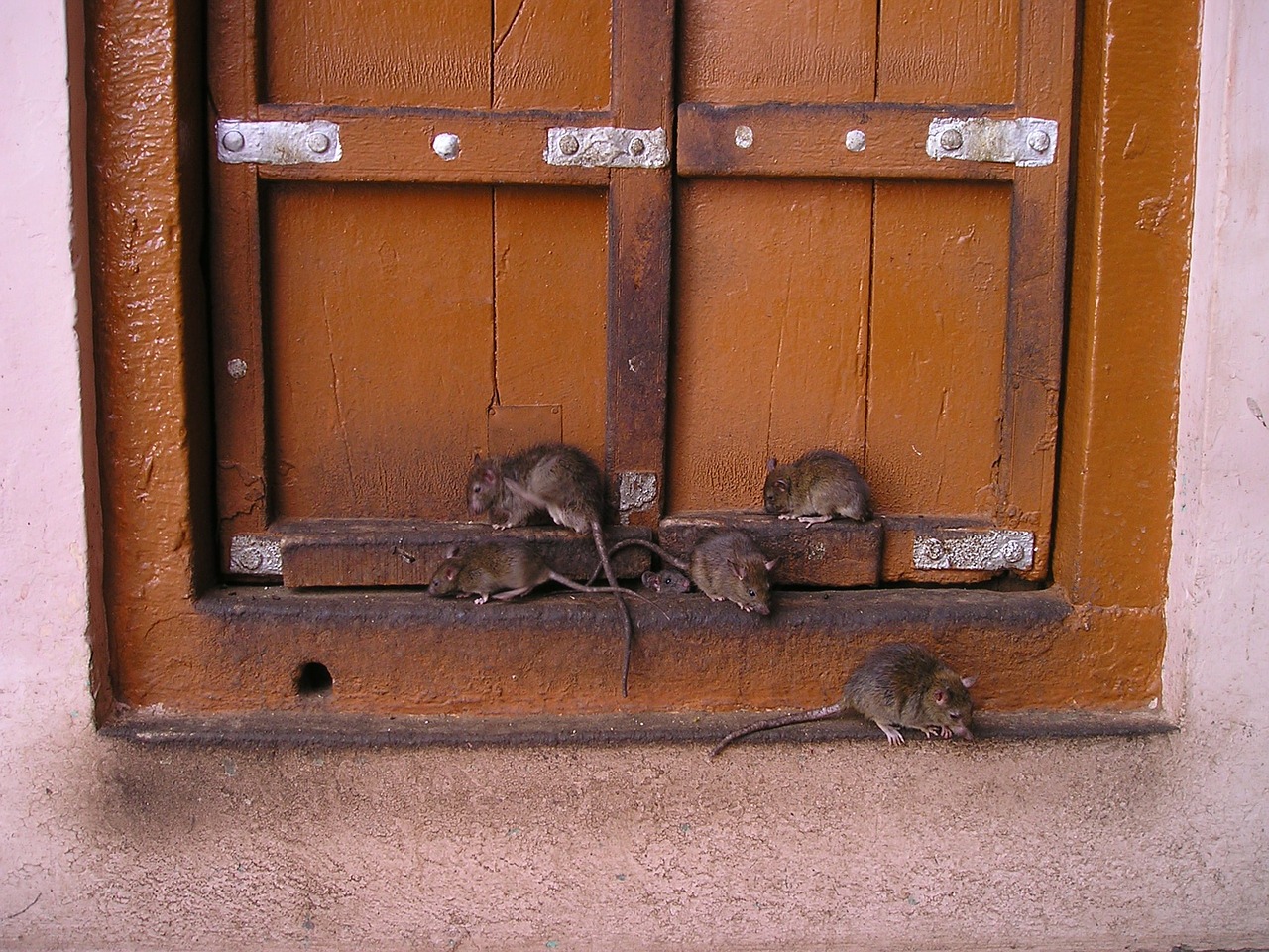 rat india rat temple free photo