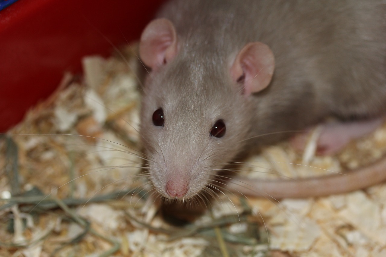 rat rodent eat free photo