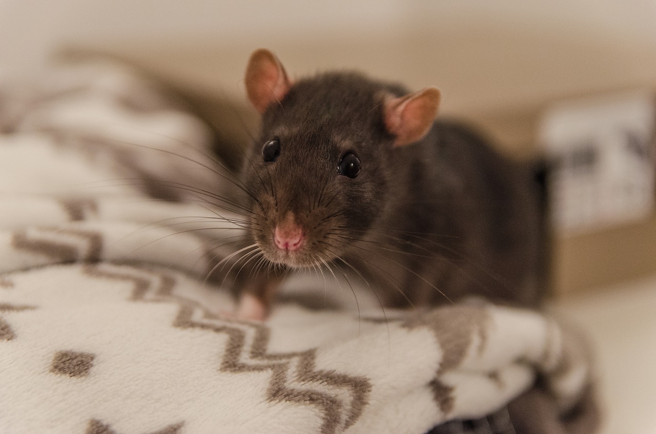 rat  animal  sweet free photo