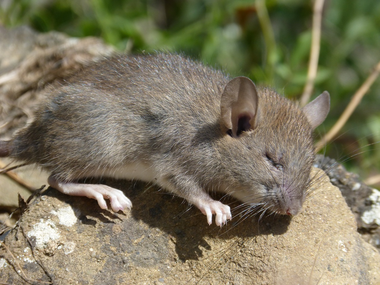 rat  rat field  rodent free photo