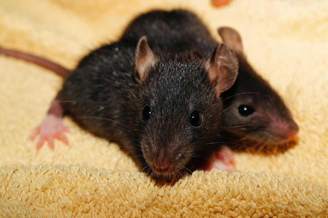 rat rat babies black free photo