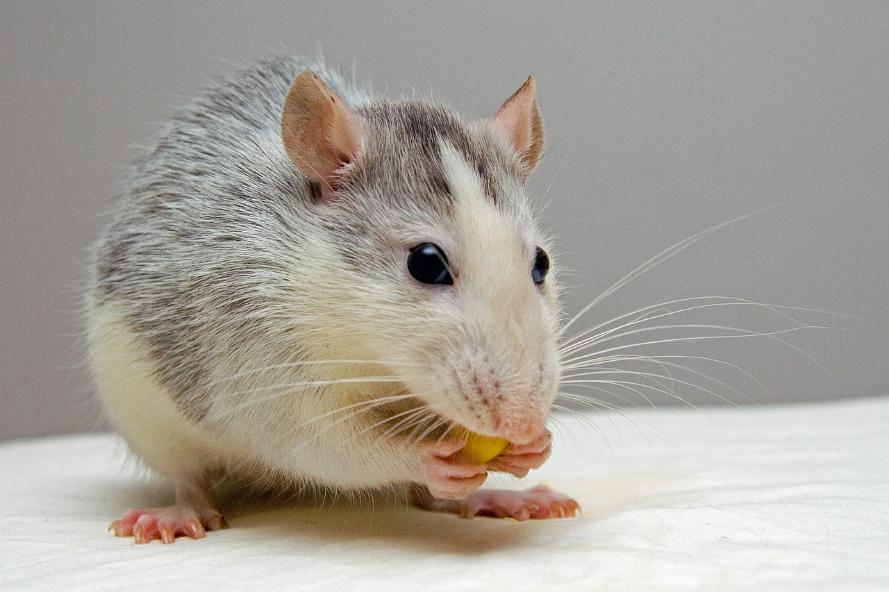 rat pets eat free photo