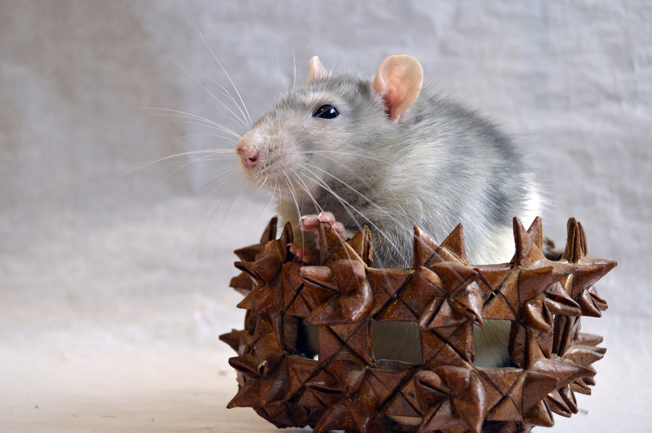 rat decorative in a basket free photo