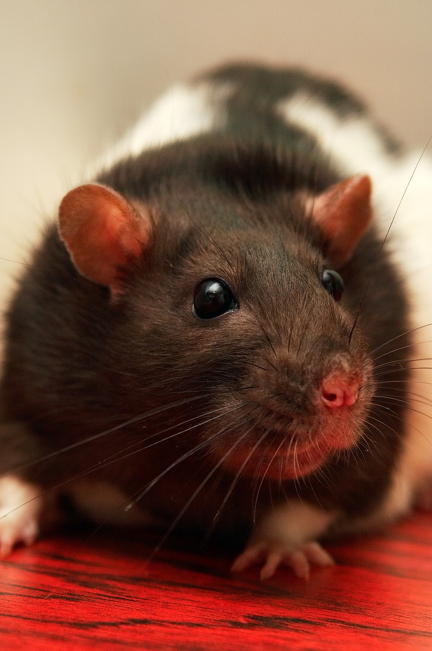 rat pet closeup free photo