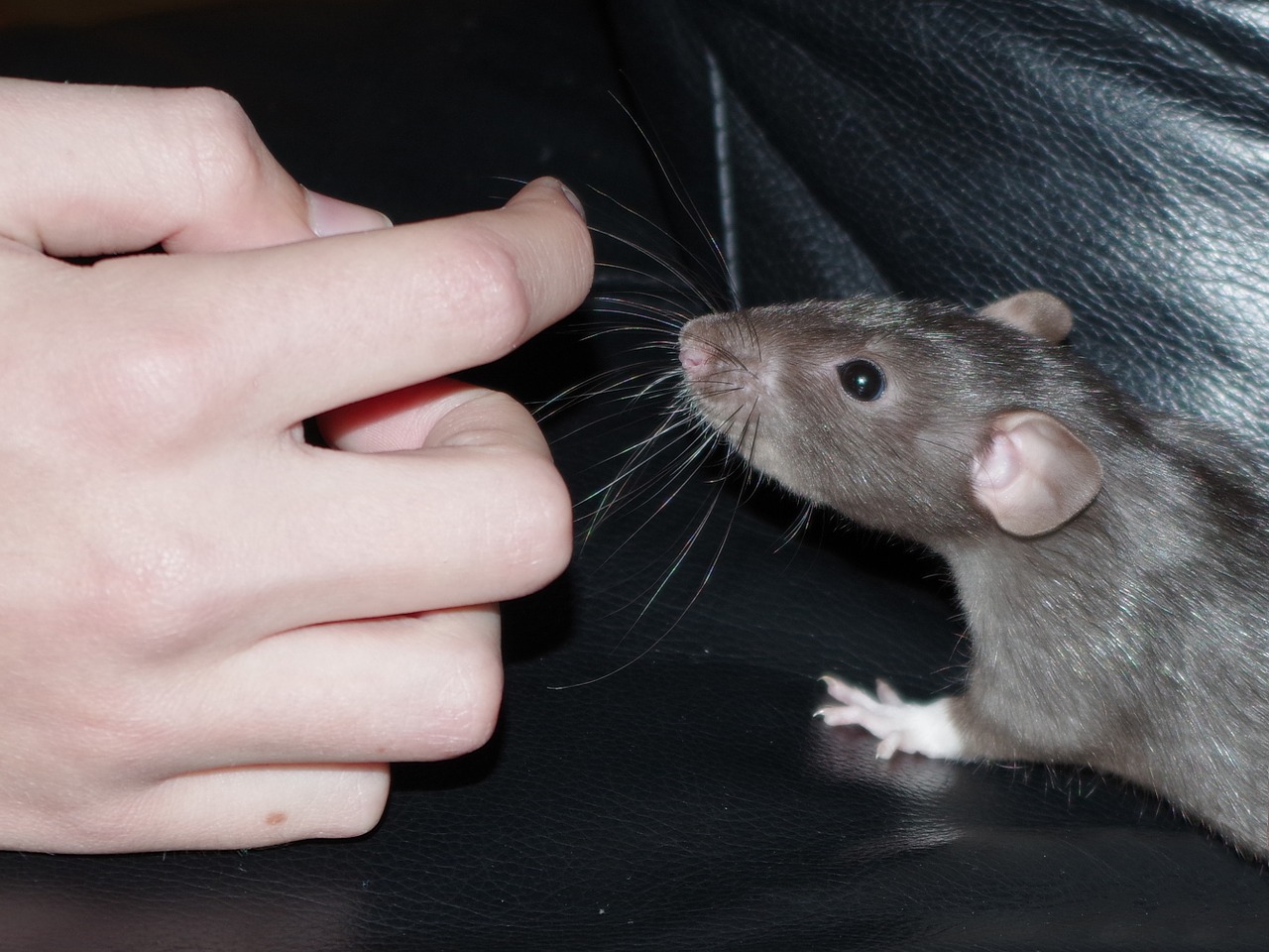 rat pet curiosity free photo