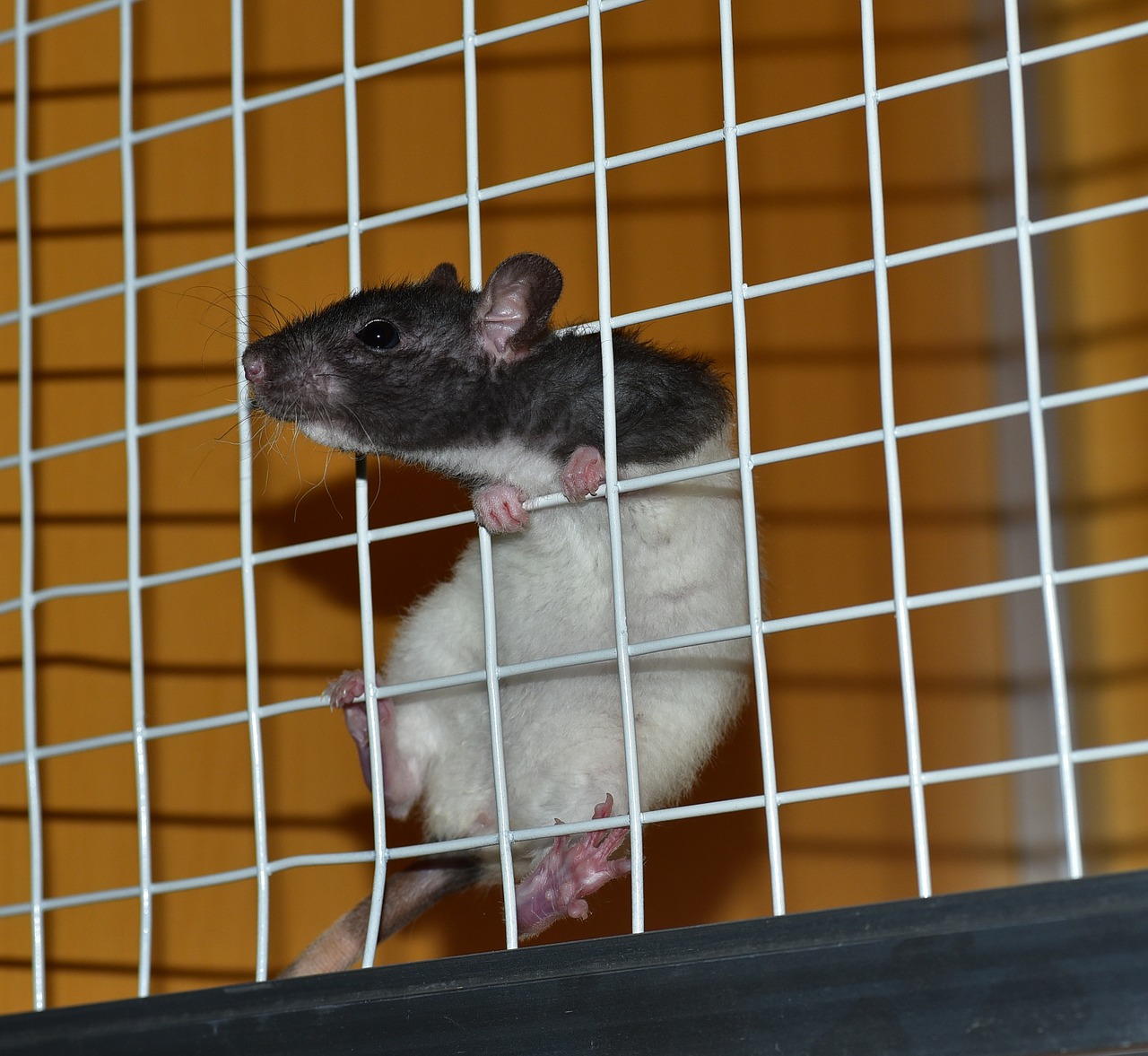 rat cage laboratory free photo
