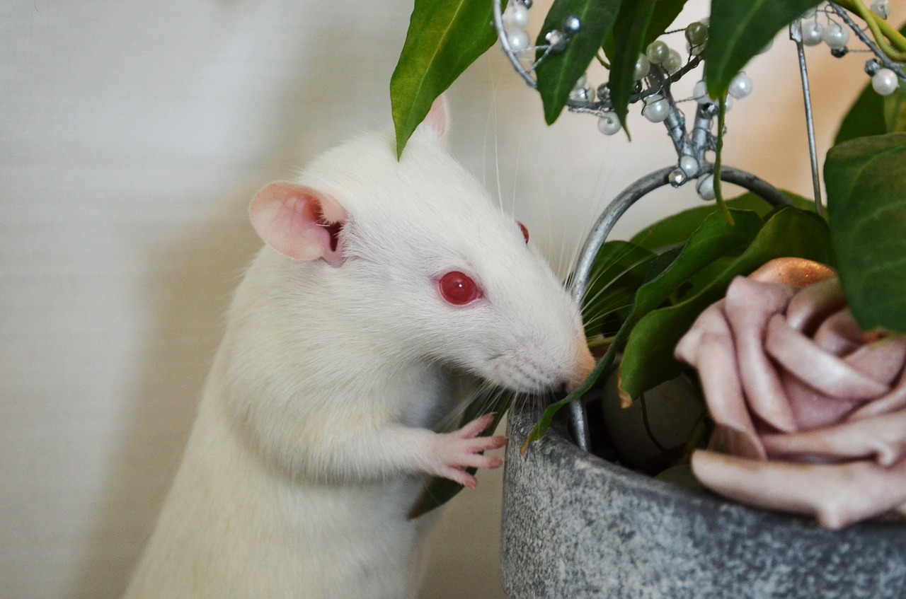 rat albino animals free photo