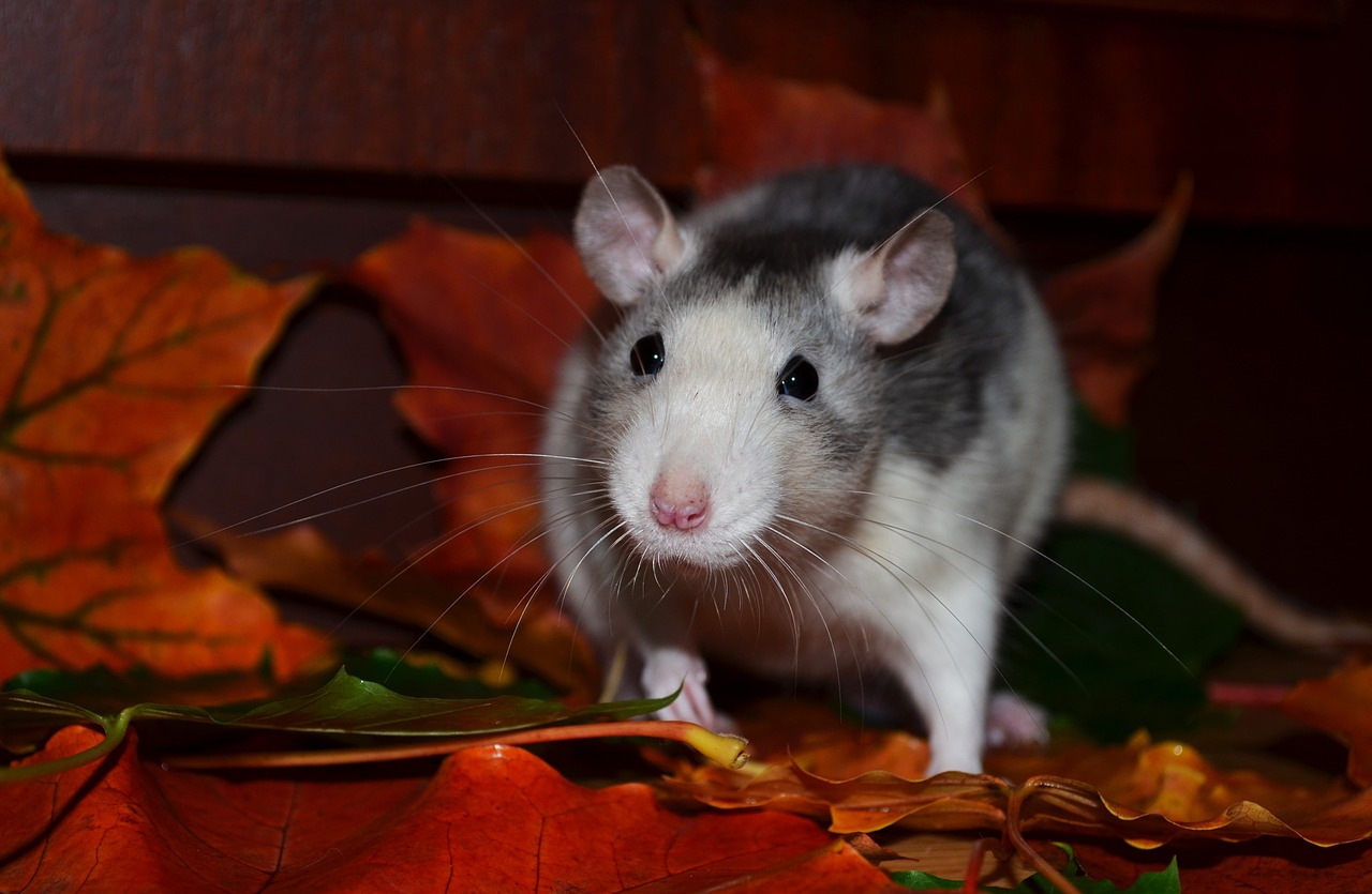 rat animals pets free photo