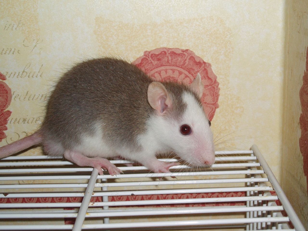 rat pet rodent free photo