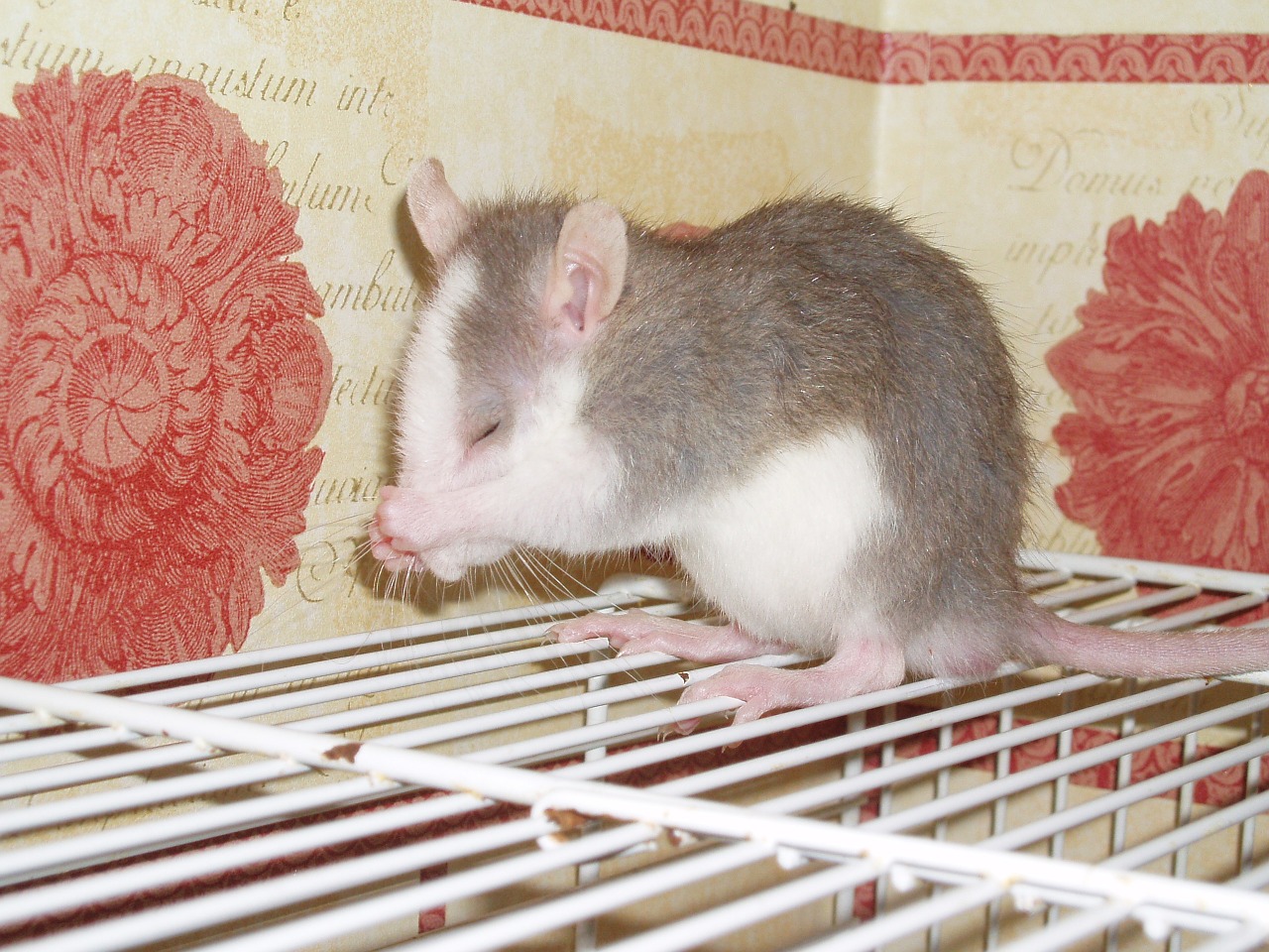 rat pet rodent free photo
