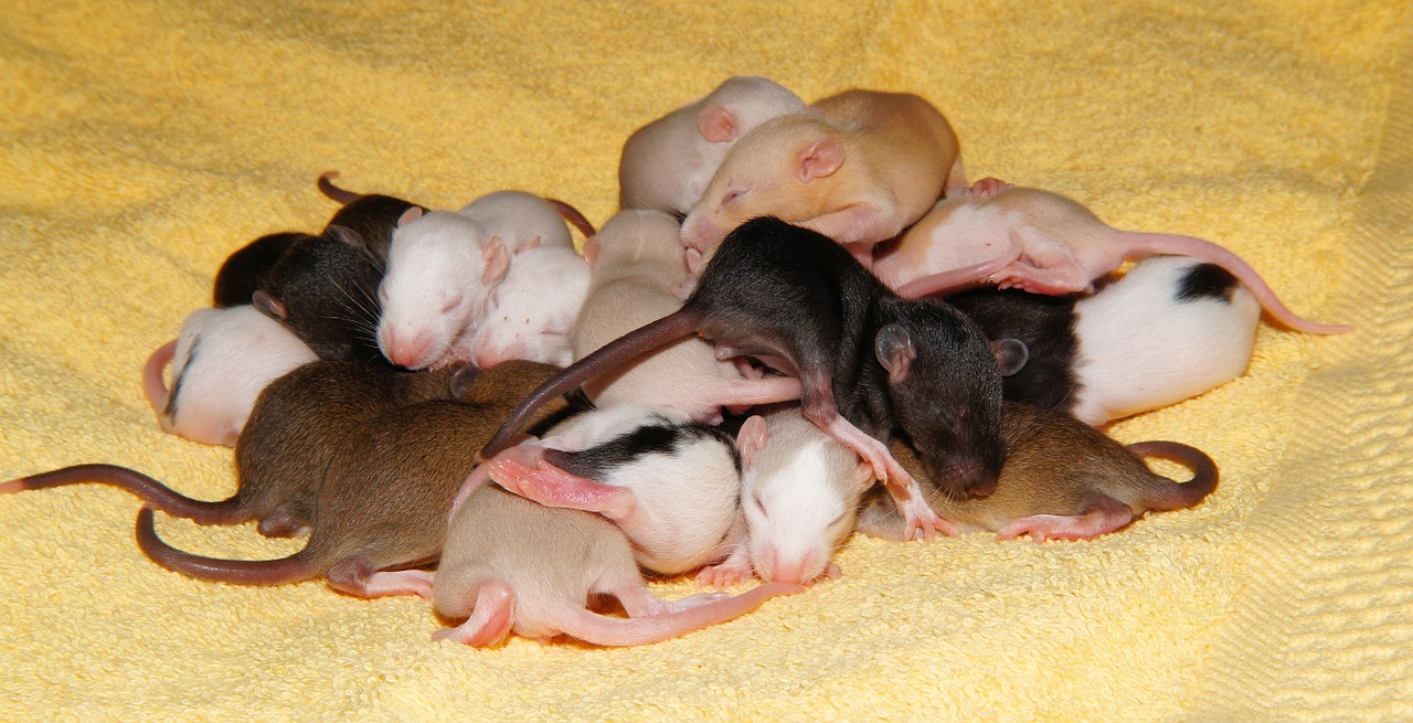 rat rat babies cute free photo