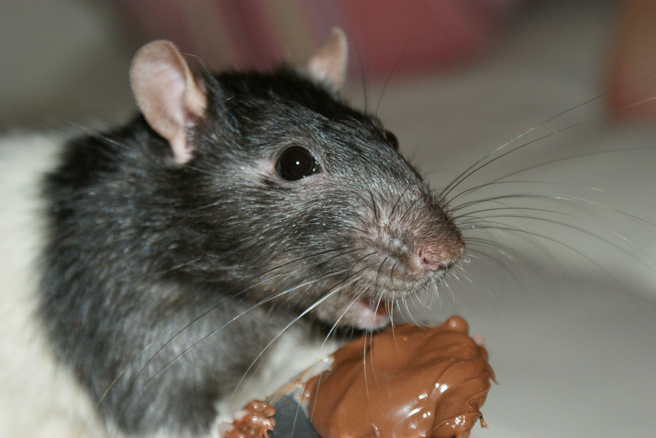 rat rodent chocolate free photo