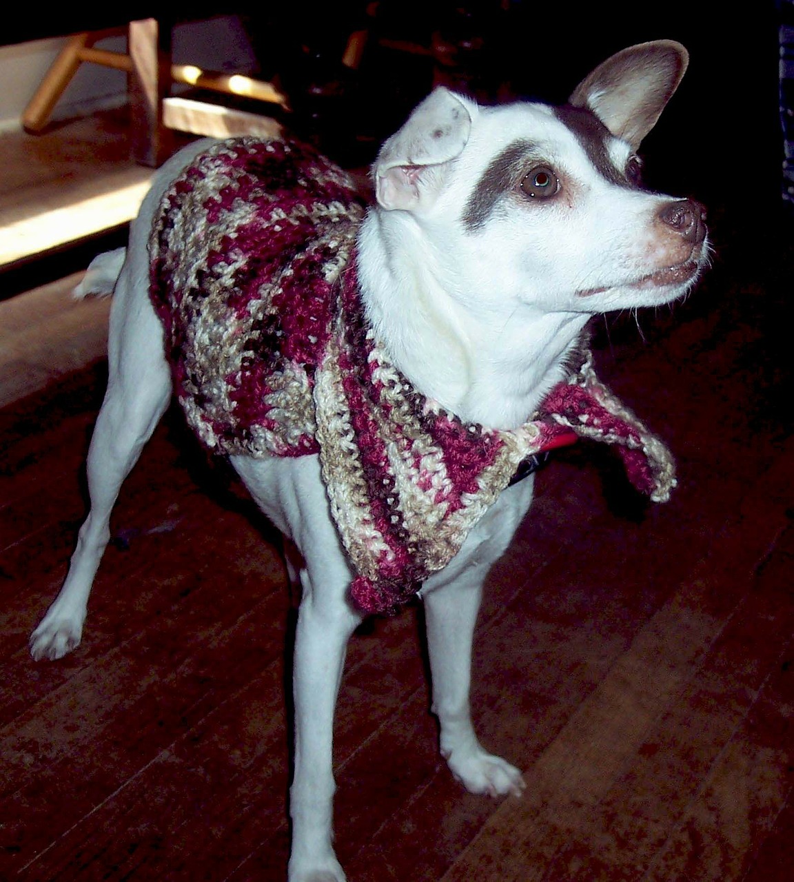 rat terrier terrier dog coat free photo