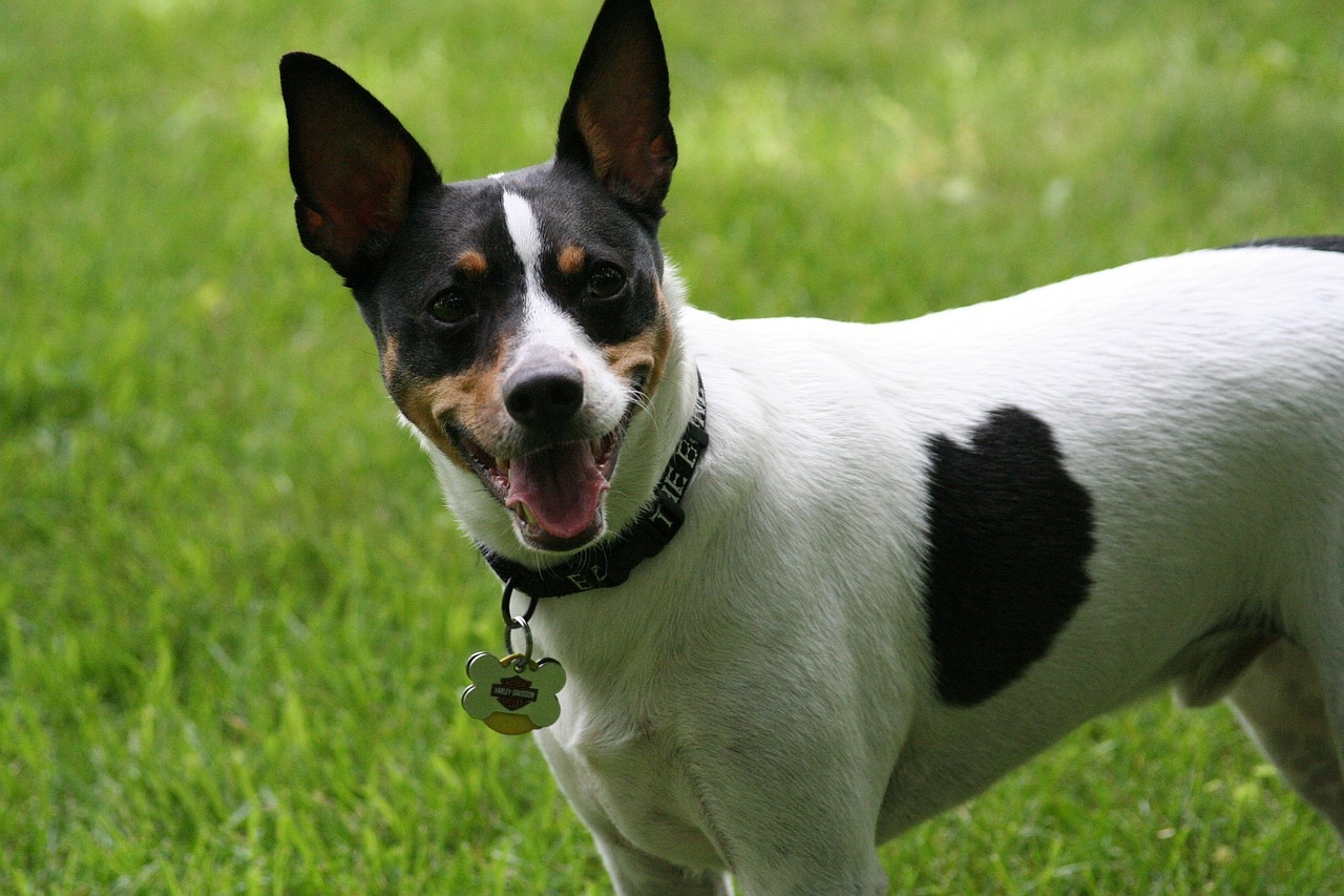 rat terrier dog canine free photo