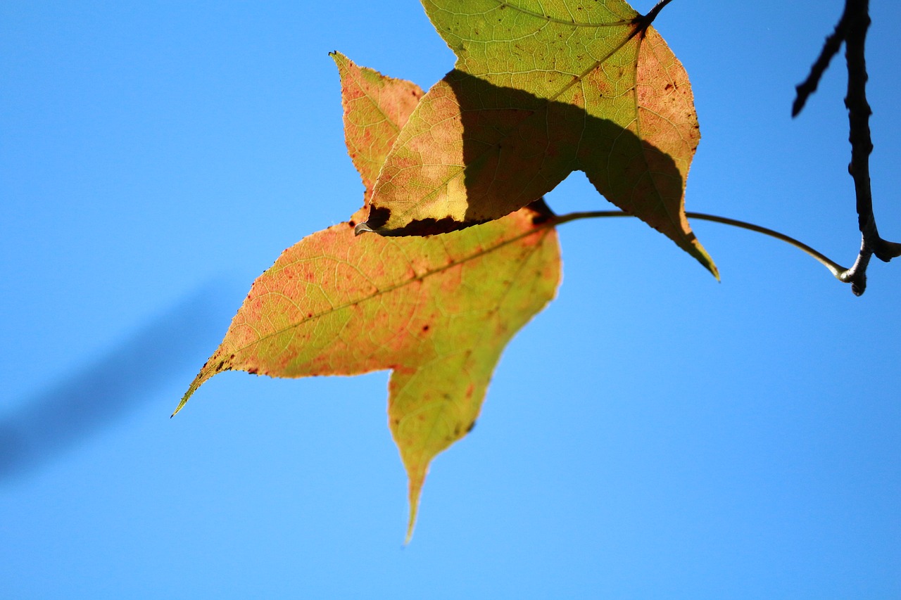 rather critical blue sky yellow leaves free photo