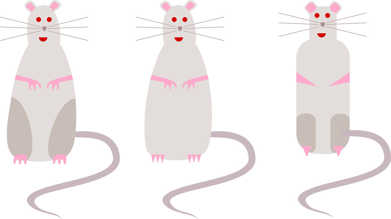 rats mice rodents free photo