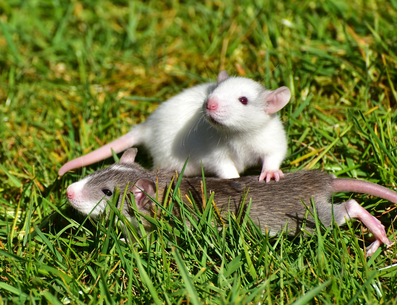 rat rat babies needy free photo