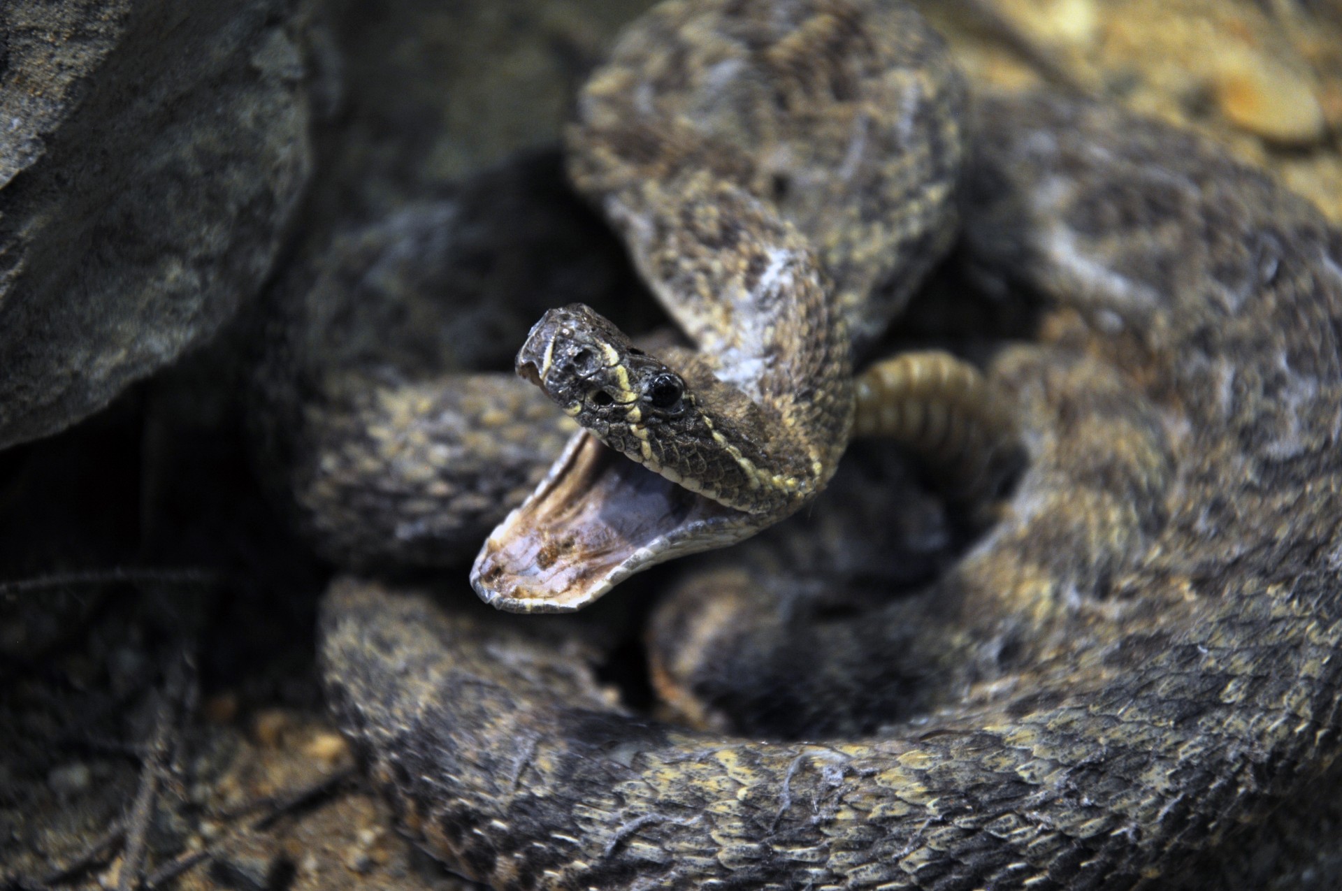 snake rattle snake reptile free photo