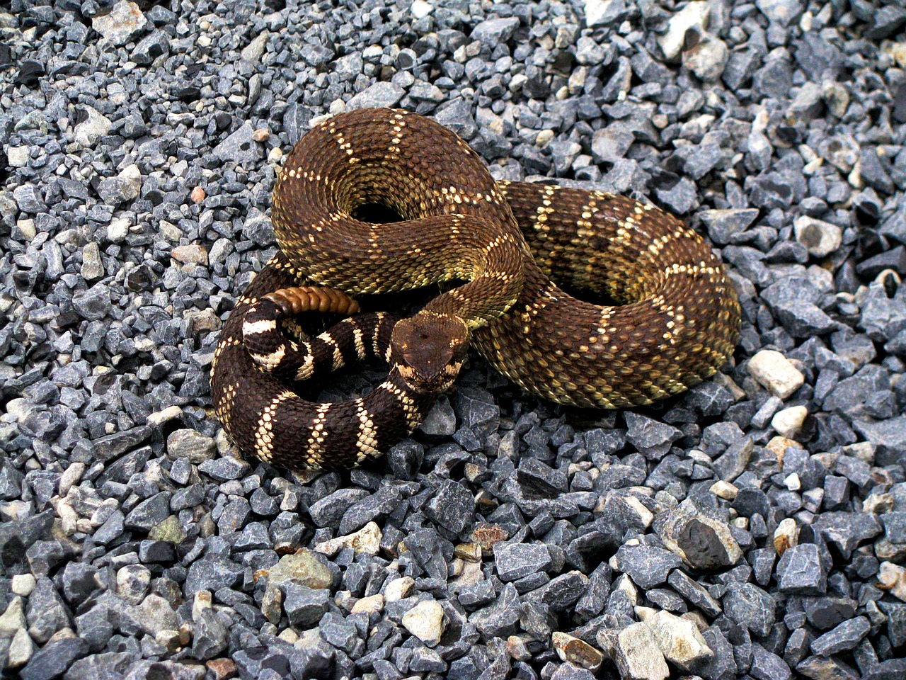 rattle snake rattlesnake diamond back free photo