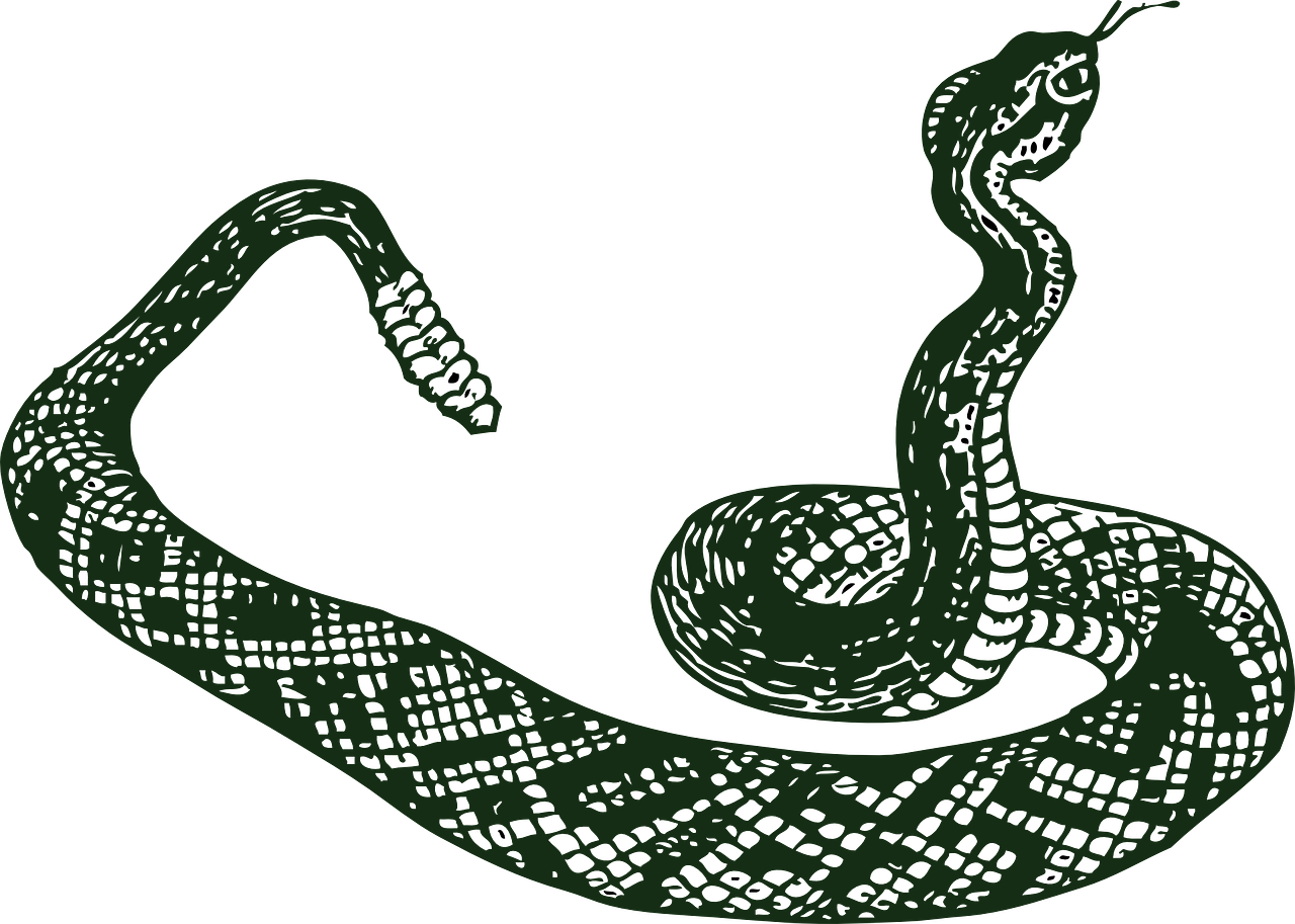 rattle snake serpent snake free photo