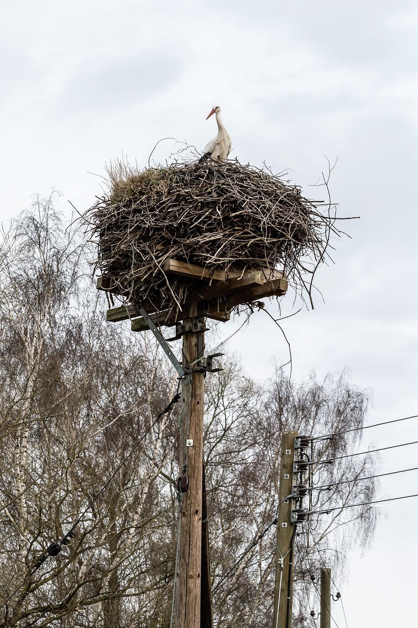 rattle stork nest stork free photo