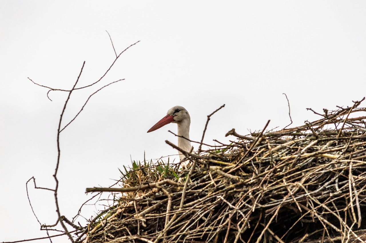 rattle stork nest stork free photo
