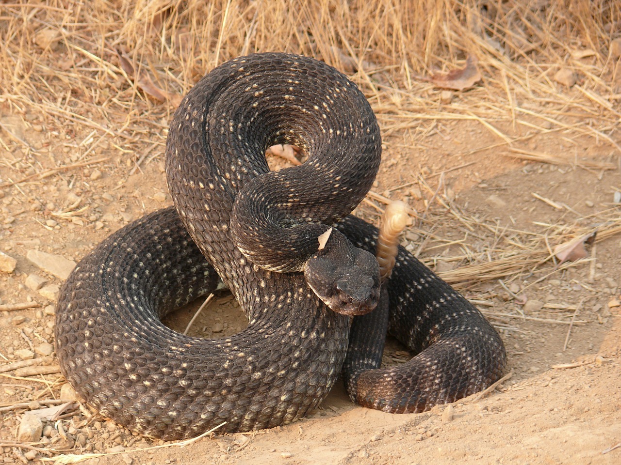 rattlesnake coiled reptile free photo