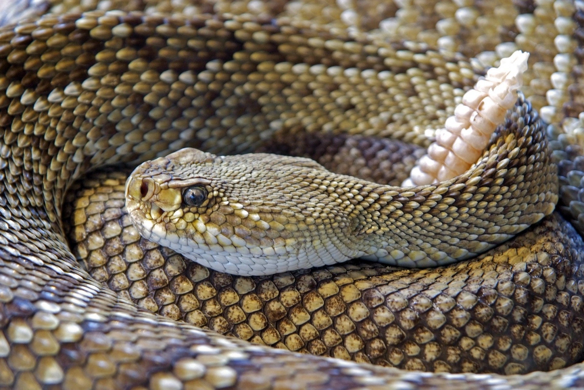 rattlesnake snake poisonous free photo