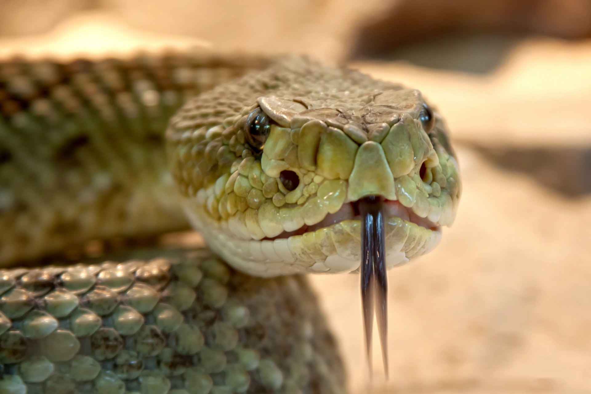 rattlesnake venomous deadly free photo