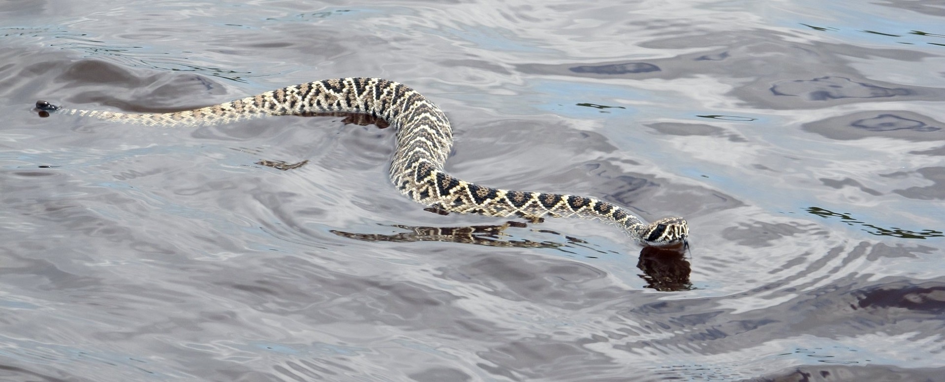 rattlesnake eastern diamondback free photo