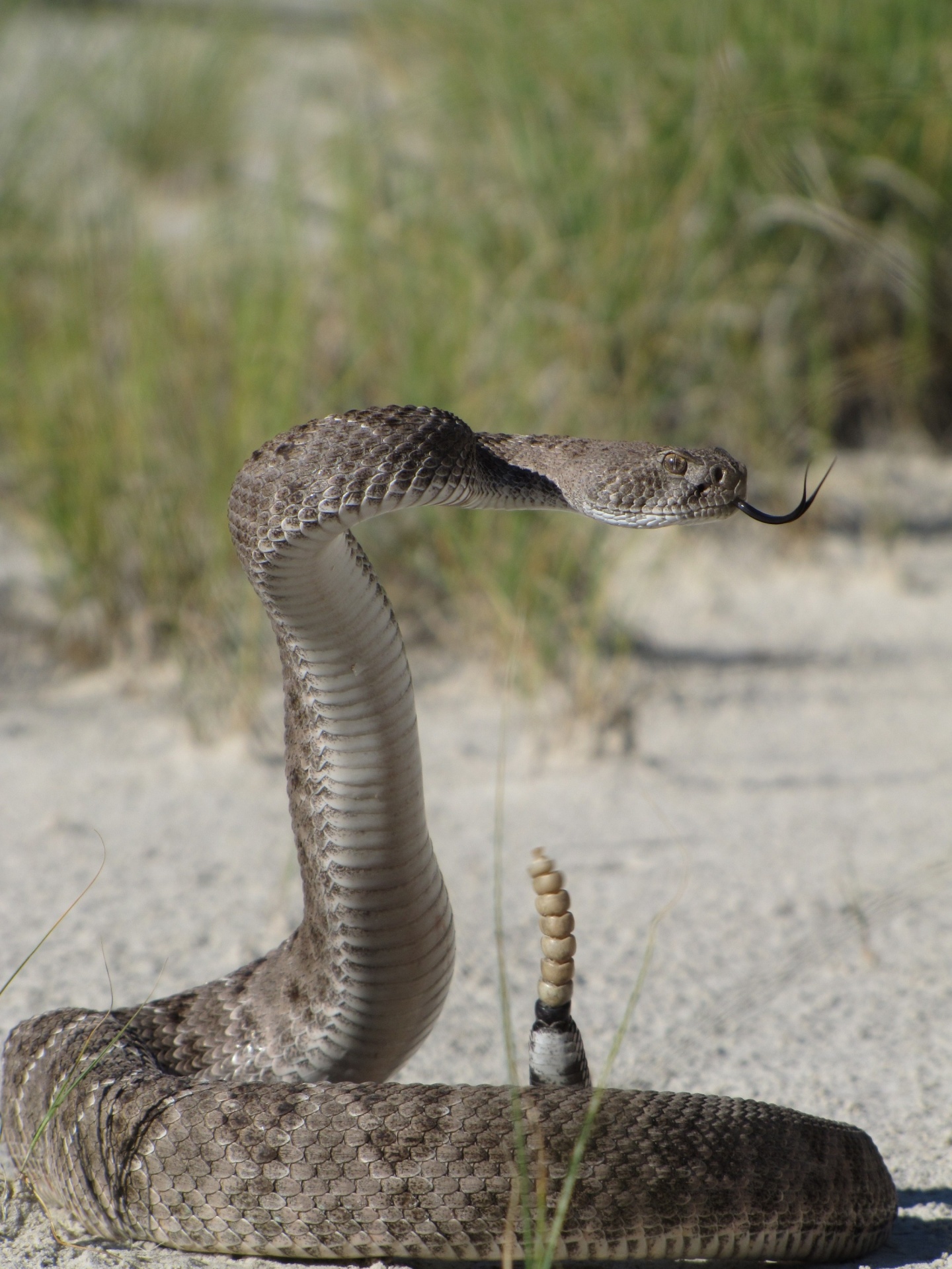 rattlesnake coiled western free photo