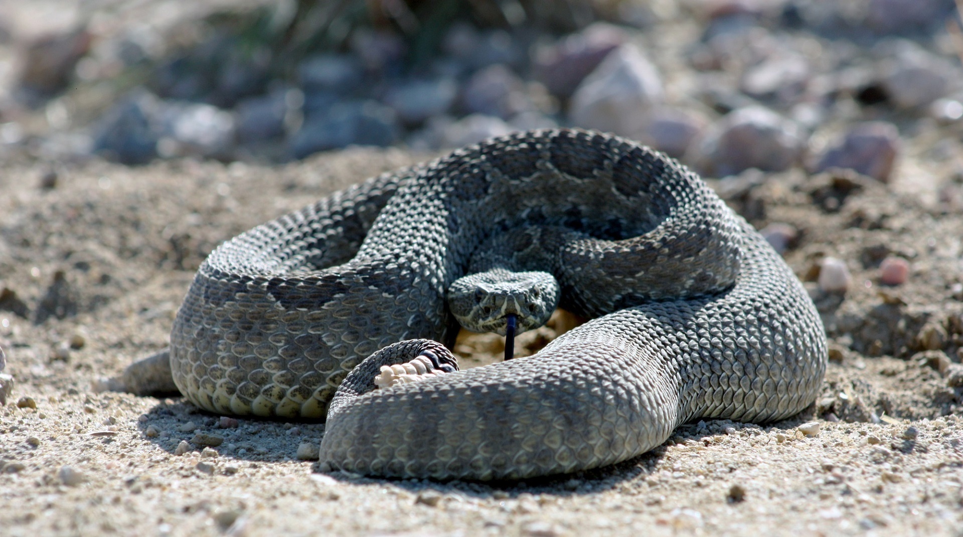 rattlesnake snake poisonous free photo