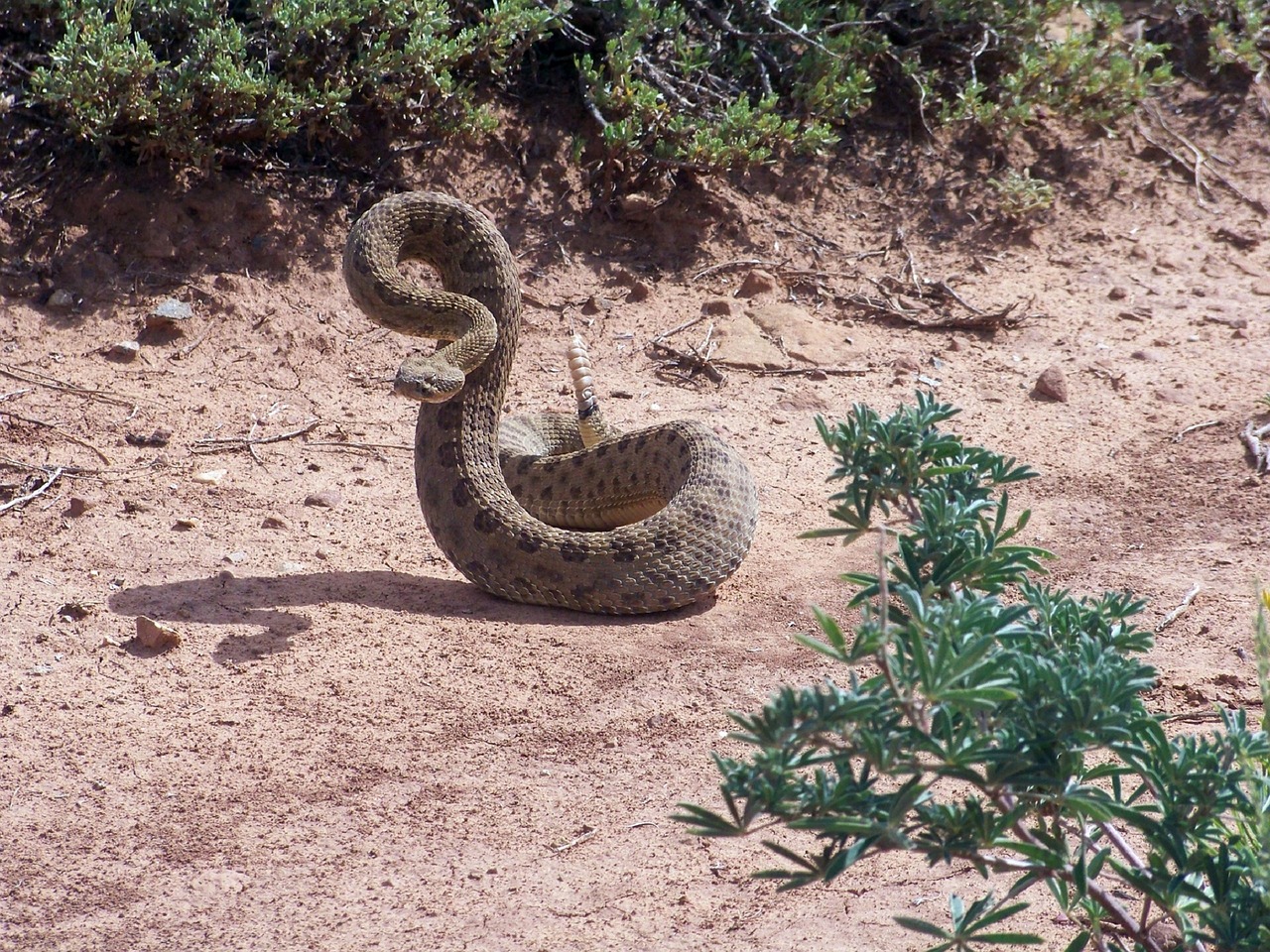 rattlesnake coiled reptile free photo