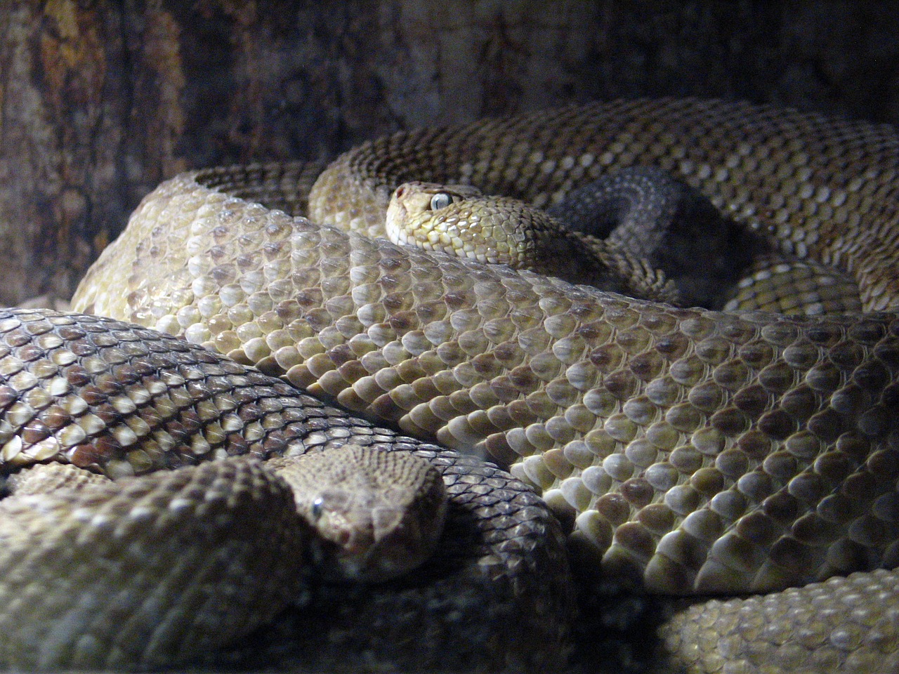 rattlesnake be snake free photo